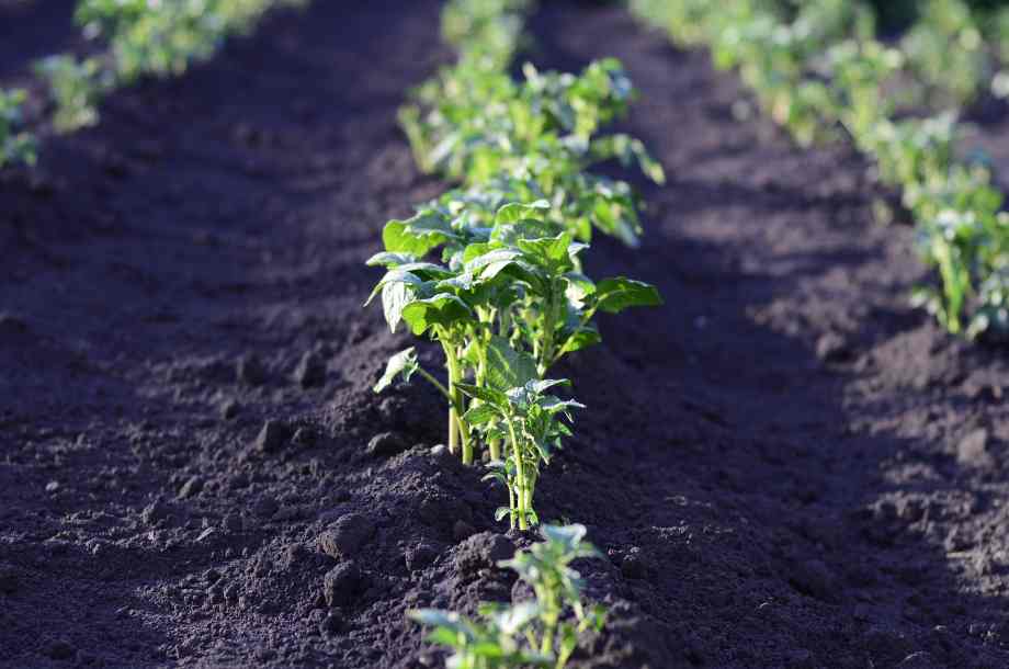 Comment planter des pommes de terre efficacement ?