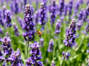 Lavender – The Queen of Herbs