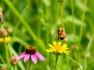 Planting a Pollinator Friendly Bee Lawn