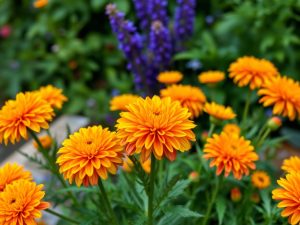 Garden Mums for a Last Blast of Color