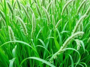 Japanese Stiltgrass Strategies