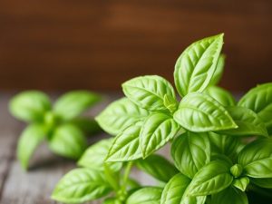 For the Love of Basil